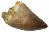 Fossil Mosasaur (Thalassotitan) Tooth - Morocco #345174-1